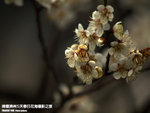 P3300295