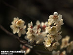 P3300358