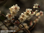 P3300359