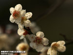 P3300372