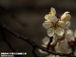P3300375