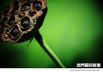 Cover_Macau_Lotus_1-Jul-2010