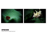DSC_7433