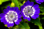 P1070895