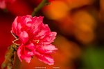 P1070921