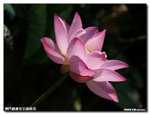 P1100276