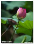 P1100294