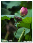 P1100296
