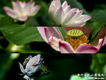 Macau_Lotus_Cover