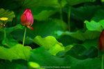 DSC05051