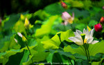 DSC06095