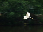 P4158962