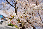 DSC01250
