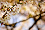 DSC01907