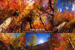 Cover_OsakaMaple_1