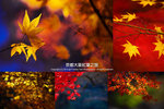 Cover_OsakaMaple_3