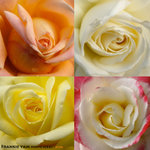 Rose-Cover