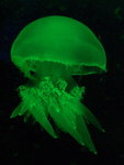 P9033782