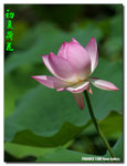P1070441