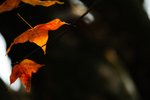 DSC_1265