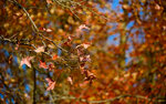 DSC_0198