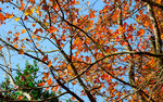 DSC_0380