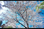 DSC04850