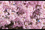 DSC04919