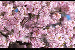 DSC04920