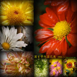 DaisyShow2006-Cover