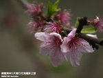 P3289763