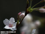 P3289773