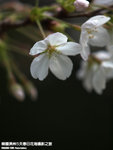 P3289776