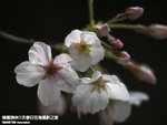 P3289785