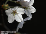 P3289786