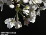 P3289791