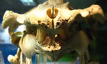 海豚牙齒標本
IMG_5444cc
