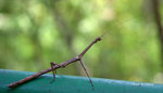 IMG_6575r