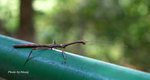 IMG_6592r