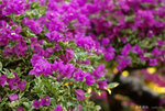 IMGP7121s1c