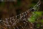 IMGPx062s1c