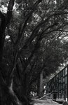 IMG_0537