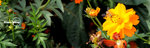 CKL_3131