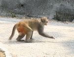 Macaque獼猴