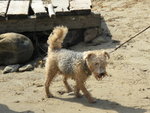 Wire fox terrier