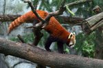 小熊貓 Red panda