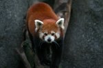 小熊貓 Red panda