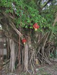 荔枝窩老榕樹 An old banyan tree in Lai Chi Wo 
IMG_2286
