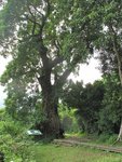 「霸道榕樹」原本是秋楓樹，但榕樹種子落在秋楓樹上並生長起來，榕樹的根結成網狀將秋楓緊緊包圍擠壓，最後變成一棵連理樹。An old maple tree is entwined with the roots of a banyan tree.