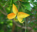 七姐果，或稱賽蘋婆，紅郎傘，7月至8月結果，由5顆半月形的莢果組成，初為綠色，後轉橙黃，成熟轉為深紅色
DSC00390